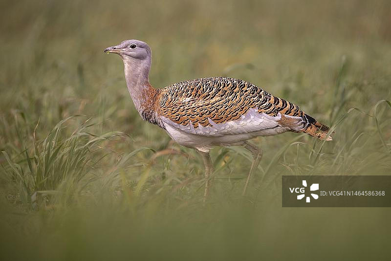 西班牙巴达霍斯省的幼年雄性大鸨图片素材
