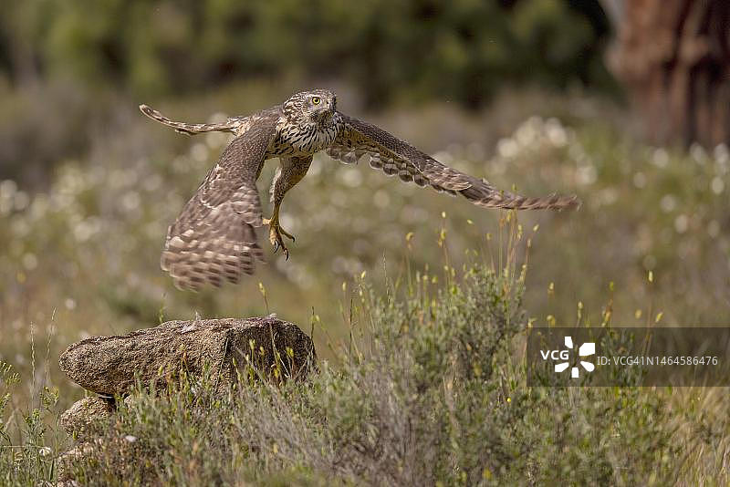 幼年北部苍鹰从西班牙卡斯蒂利亚-拉曼查托莱多省的斯坦起飞图片素材