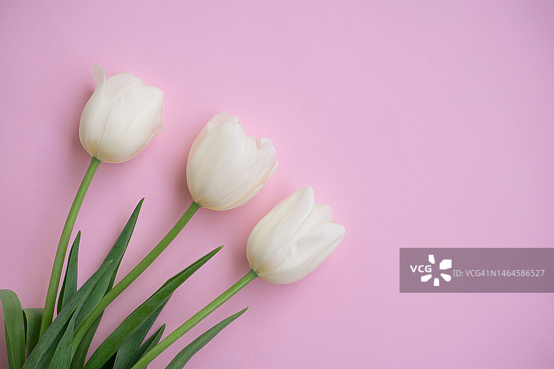 粉色背景上的白色郁金香花，春天问候卡图片素材