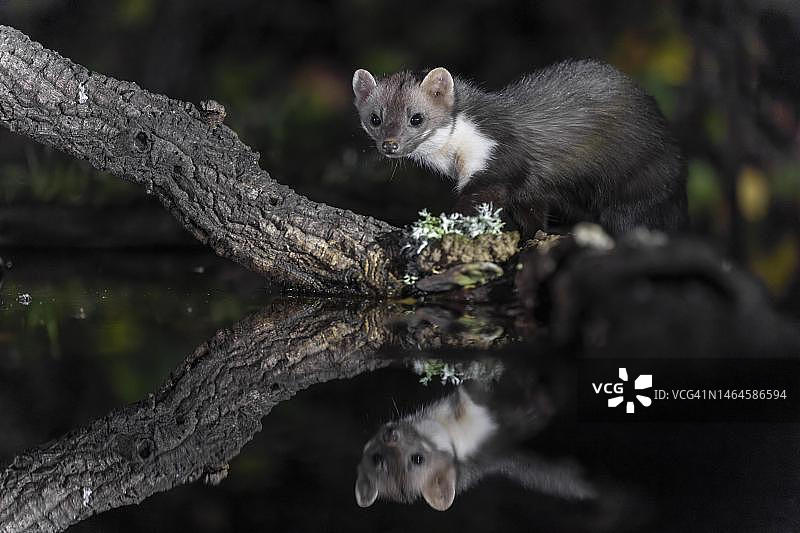 西班牙埃斯特雷马杜拉Monfraguee国家公园的欧洲貂倒影图片素材