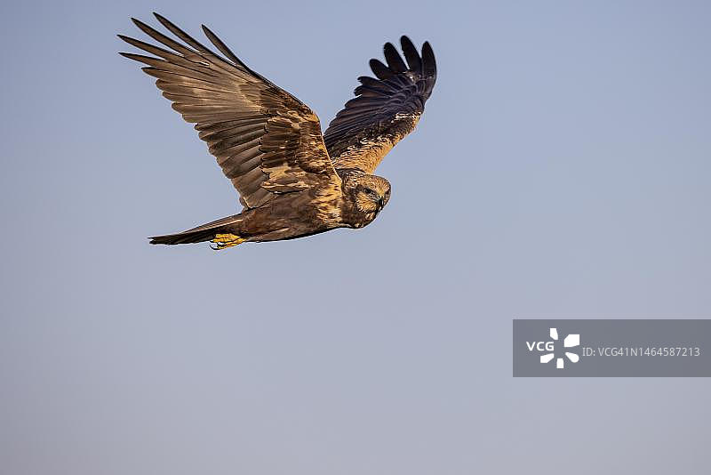 西班牙卡斯蒂利亚-拉曼查托莱多省飞行中的西方沼泽猎鹰图片素材