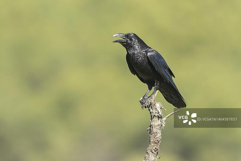 渡鸦，在树枝上鸣叫，西班牙安达卢西亚科尔多瓦省图片素材