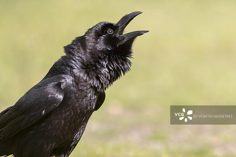 渡鸦叫声，西班牙安达卢西亚科尔多瓦省图片素材
