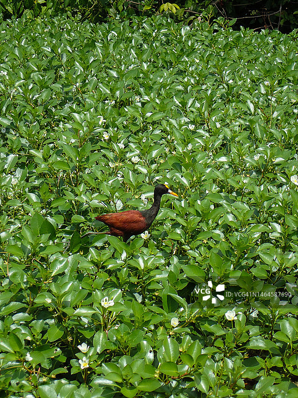 长脚鹬在哥斯达黎加托尔图格罗觅食图片素材