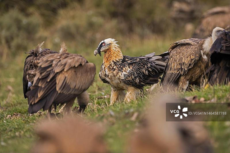 秃鹫混群：兀鹫和胡兀鹫，比利牛斯山，加泰罗尼亚，西班牙图片素材