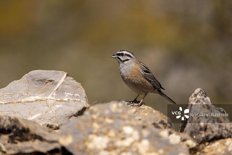 石头上的岩鹀，西班牙马拉加省图片素材