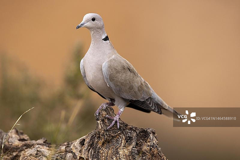欧亚鸠，在树根上，西班牙安达卢西亚图片素材
