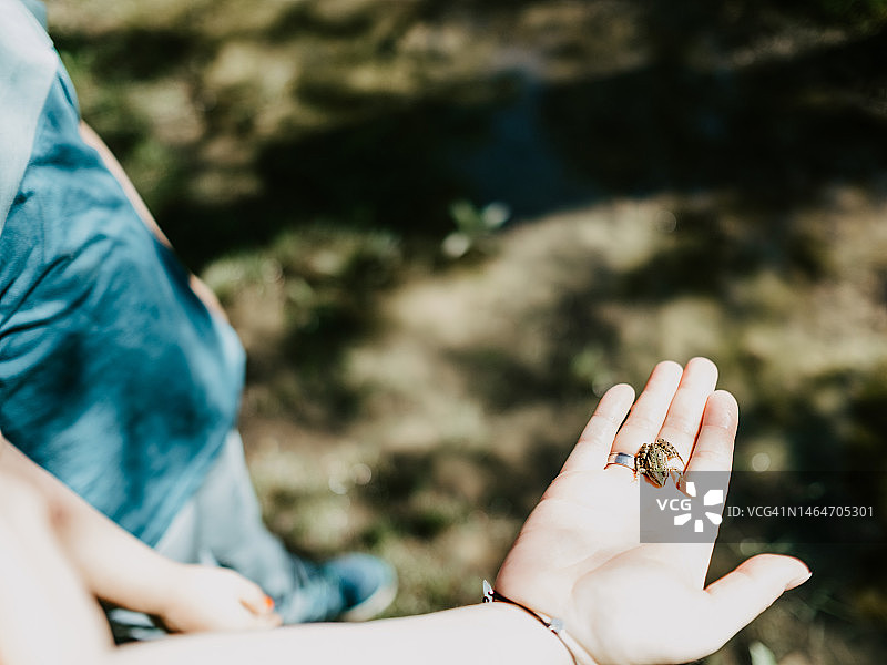 手上的小树蛙图片素材