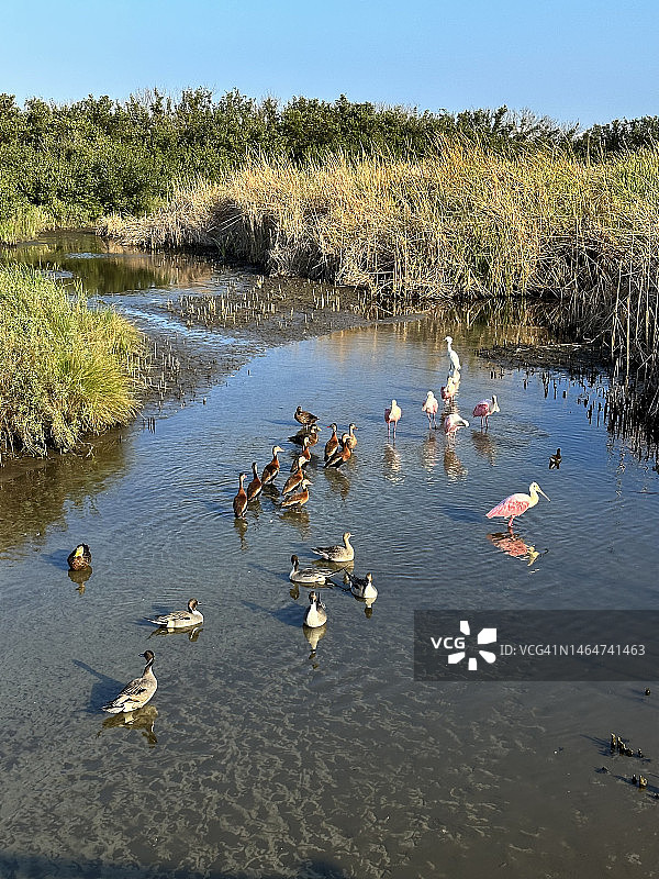 湿地淡水池塘中涉水的野鸟图片素材