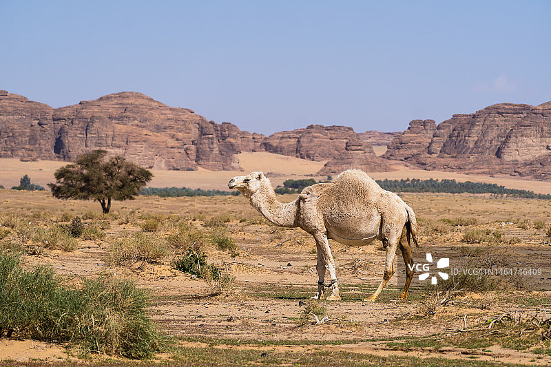 沙特阿拉伯沙漠中的骆驼图片素材