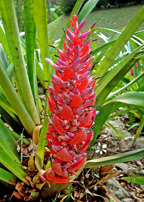 花园里的红色凤梨科植物花序图片素材