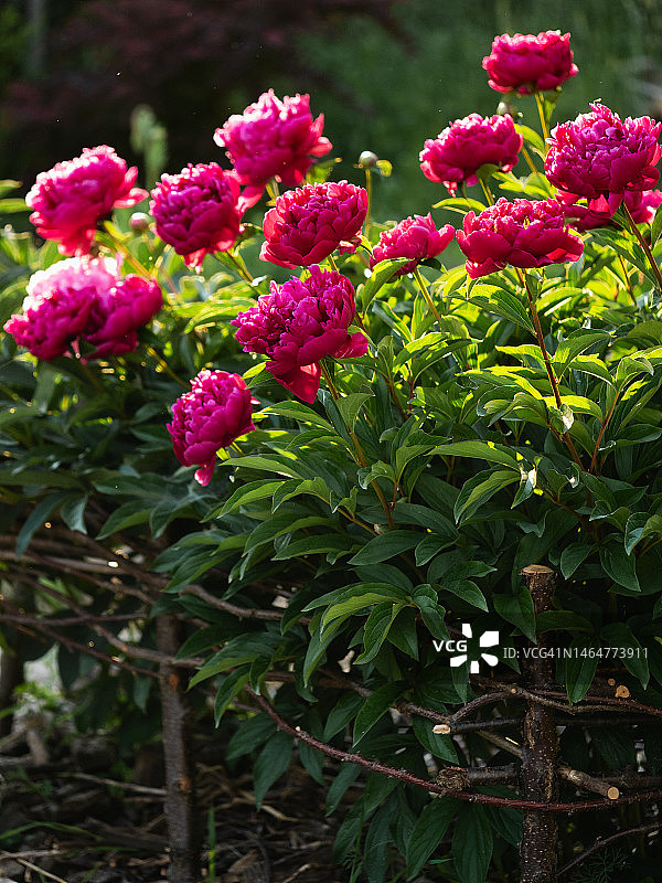 农舍花园里盛开的粉紫色牡丹花丛图片素材
