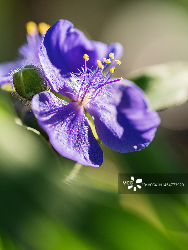 特写：紫色花朵黄花蕊，绿色模糊背景图片素材
