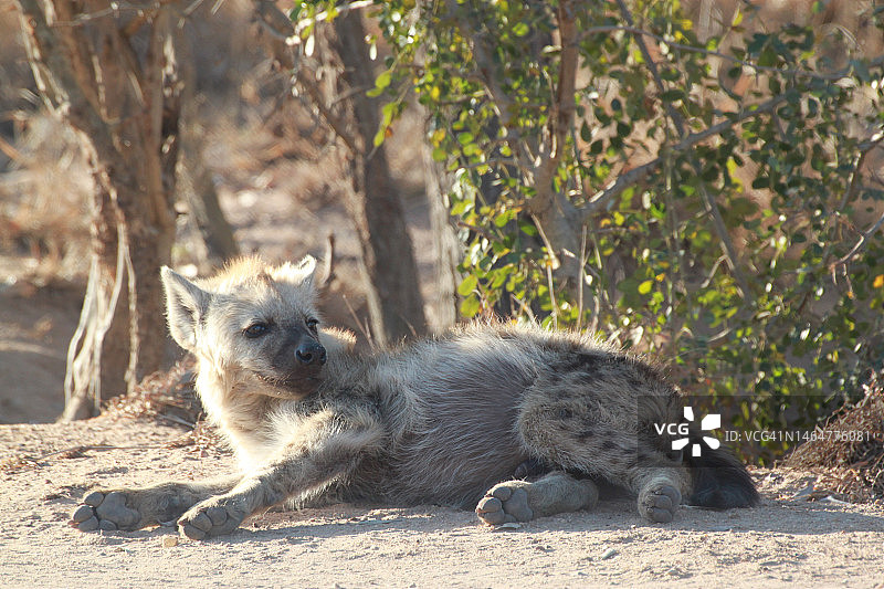 猫鼬在陆地上特写，克鲁格国家公园，南非图片素材