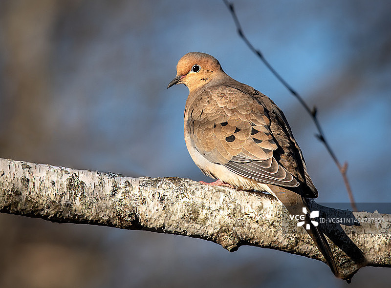 对哀鸽的新鲜一瞥图片素材