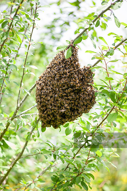 低角度拍摄的法国树上的干枯植物图片素材