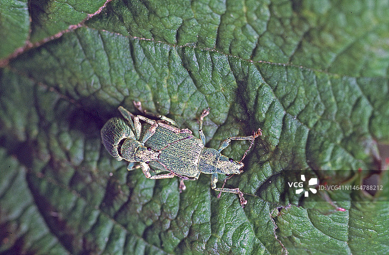 法国植物上的蜥蜴特写图片素材