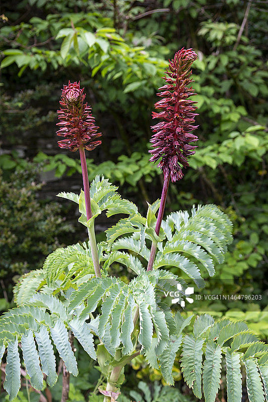 春天盛开的灰叶蜜杯花图片素材