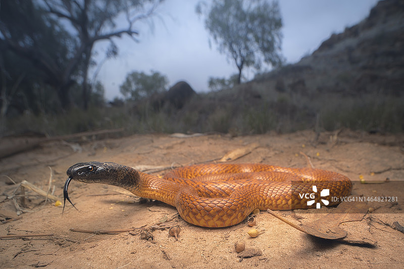 澳洲爱丽斯泉附近的棕色拟眼镜蛇图片素材