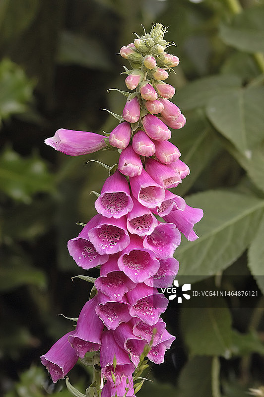 毛地黄图片素材