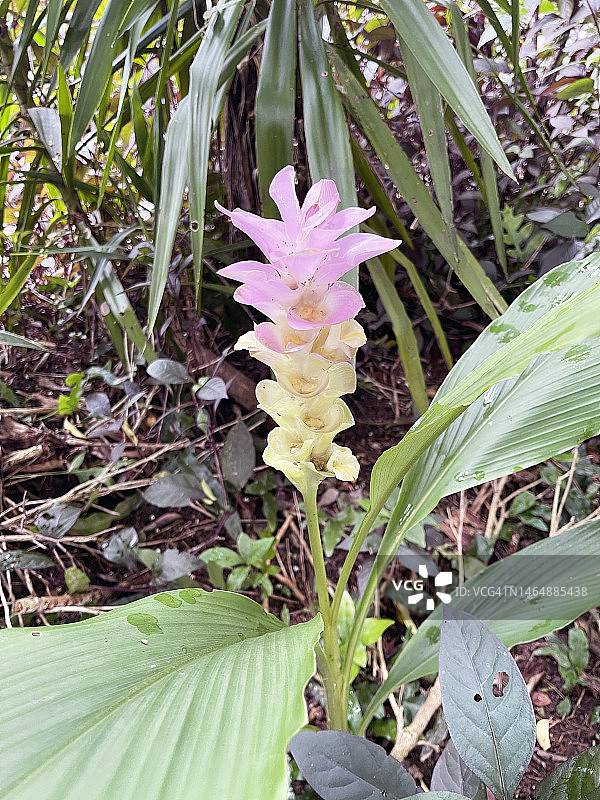 姜黄花图片素材