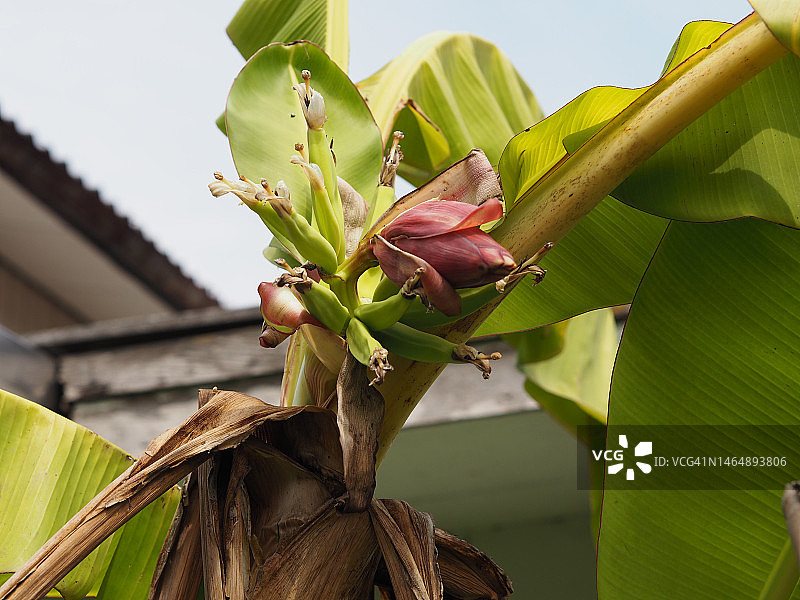 花园里树上的绿色香蕉图片素材