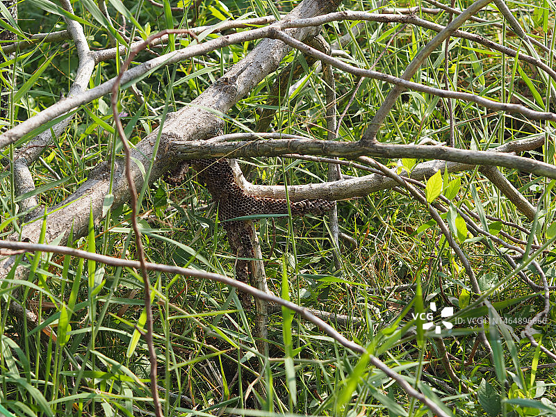 黄蜂窝图片素材