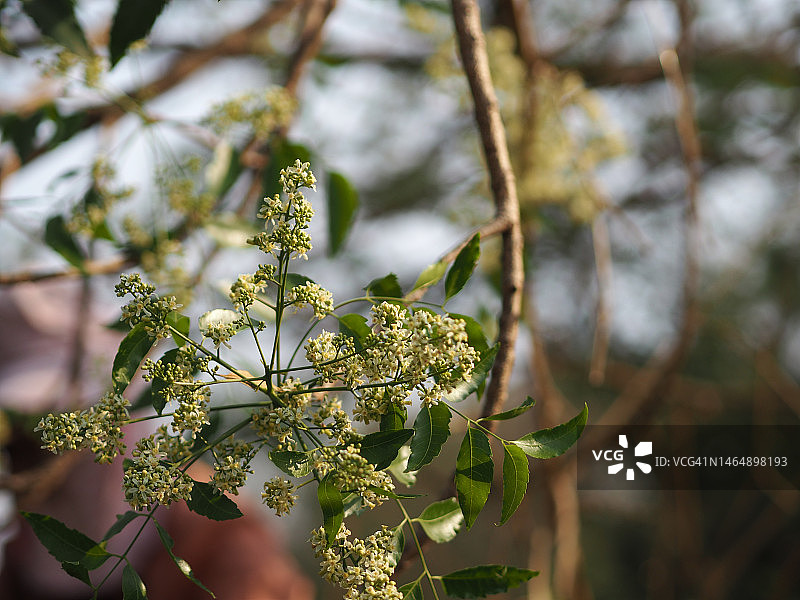 印度楝树的绿色叶子图片素材