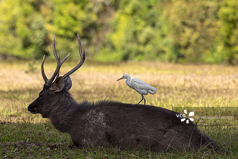 自然界中的水鹿（Rusa unicolor或Cervus unicolor）图片素材