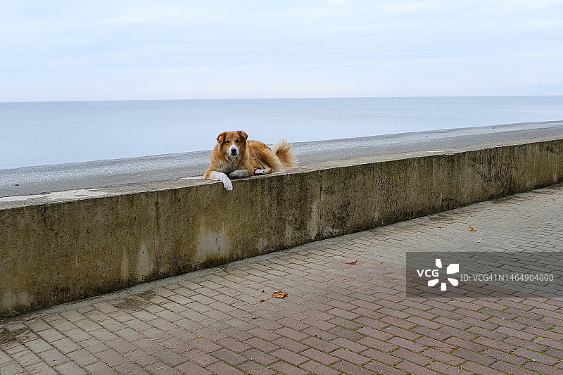 海边岩石上孤独的大型白色流浪狗图片素材