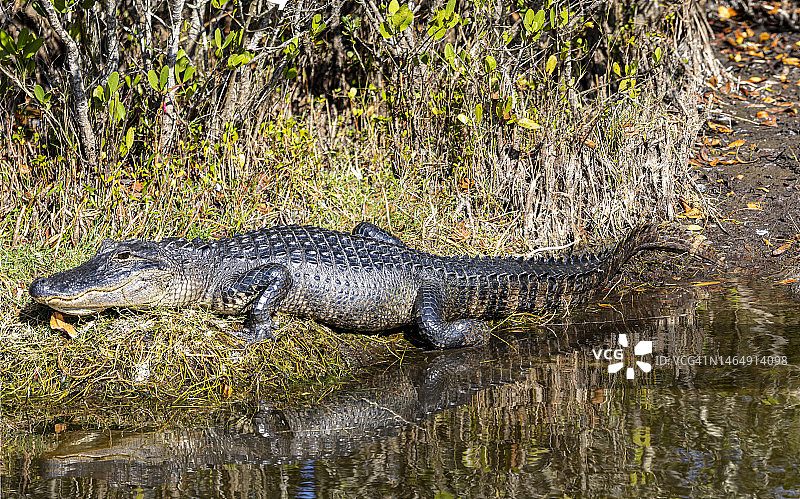 水边的鳄鱼 - 佛罗里达州萨拉索塔图片素材