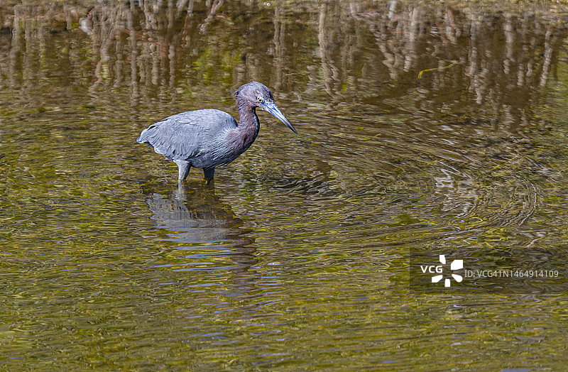 涉水而行的小蓝鹭图片素材