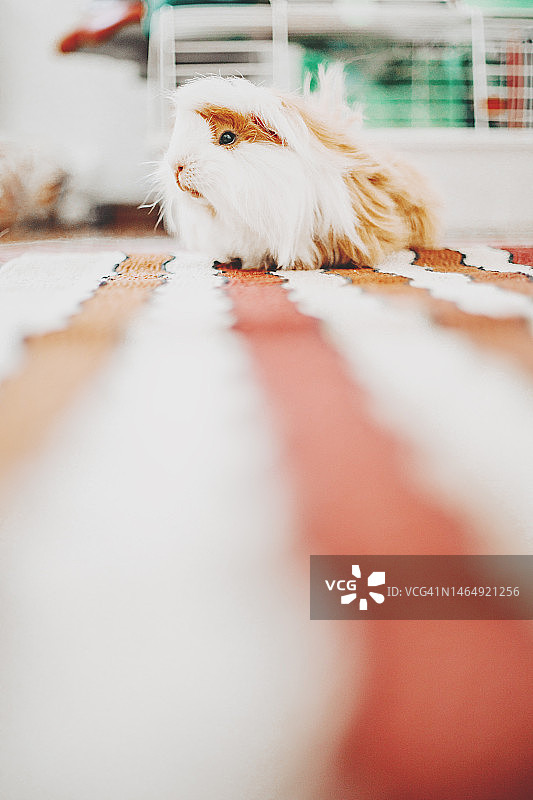 地毯上的豚鼠肖像图片素材