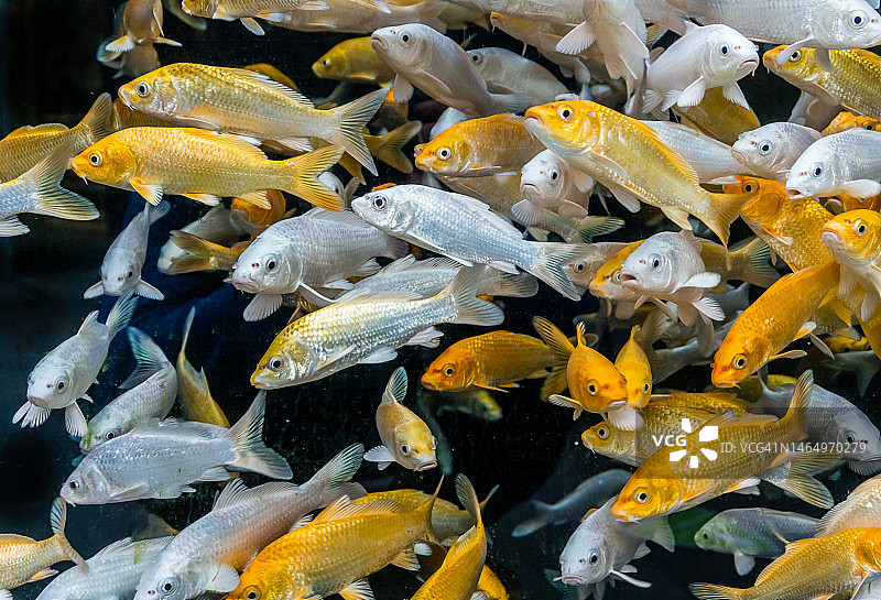 白色和橙色小锦鲤图片素材