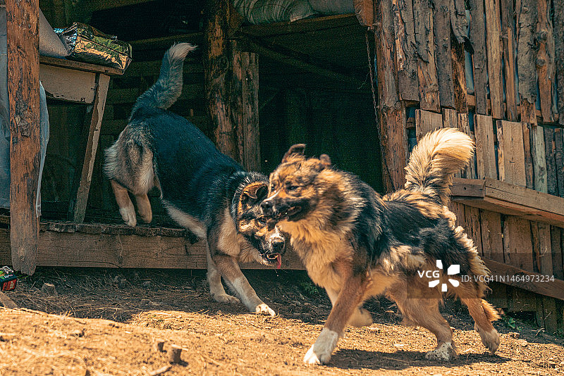 农场上两只牧羊犬打架图片素材