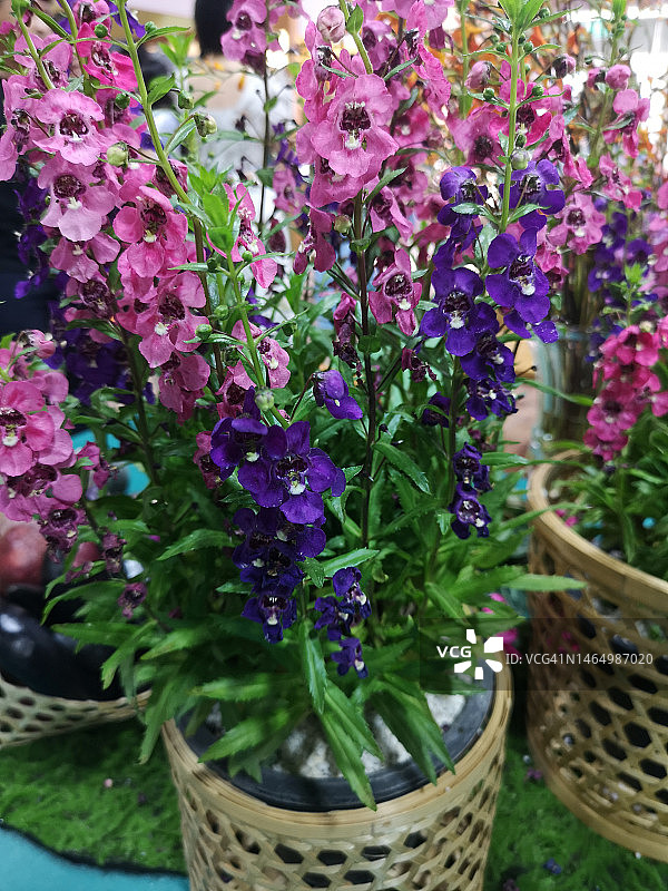 勿忘我、天使花和毛地黄：紫色和粉色花朵，模糊的自然背景图片素材