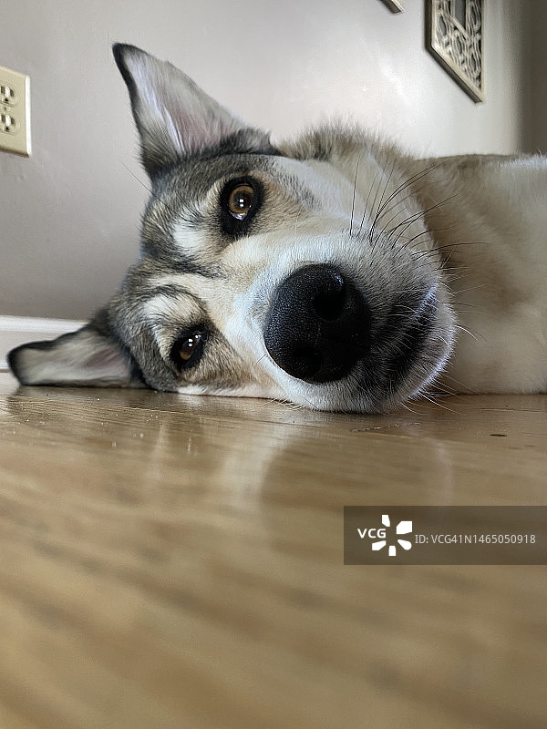 可爱的混血犬在地板上休息图片素材