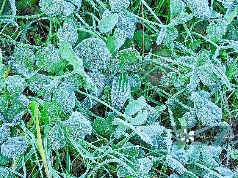 草地上的霜图片素材