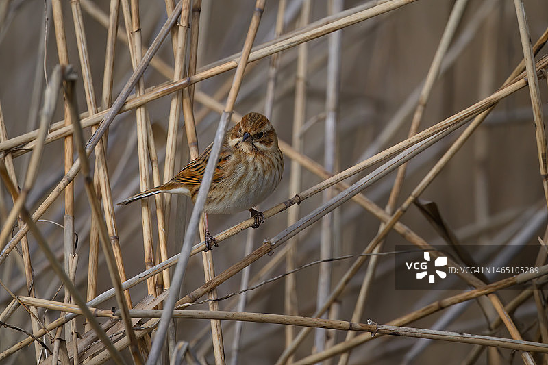 雌性芦鹀图片素材