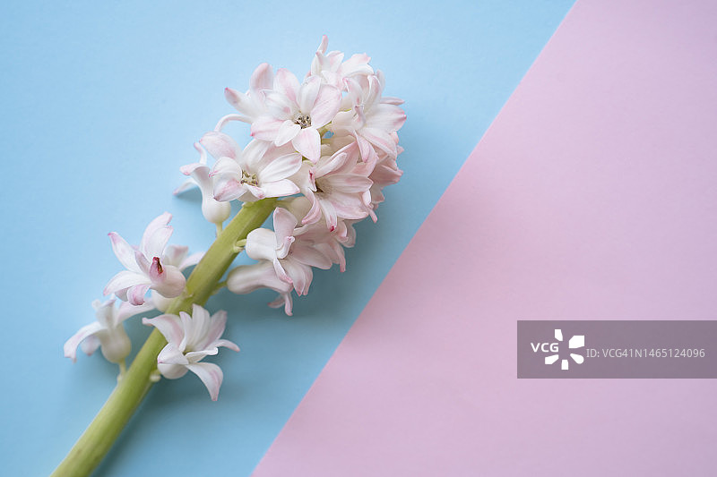 春季节日贺卡，粉色风信子花卉，粉蓝色背景留白，生日、情人节、母亲节通用模板，花卉图片图片素材