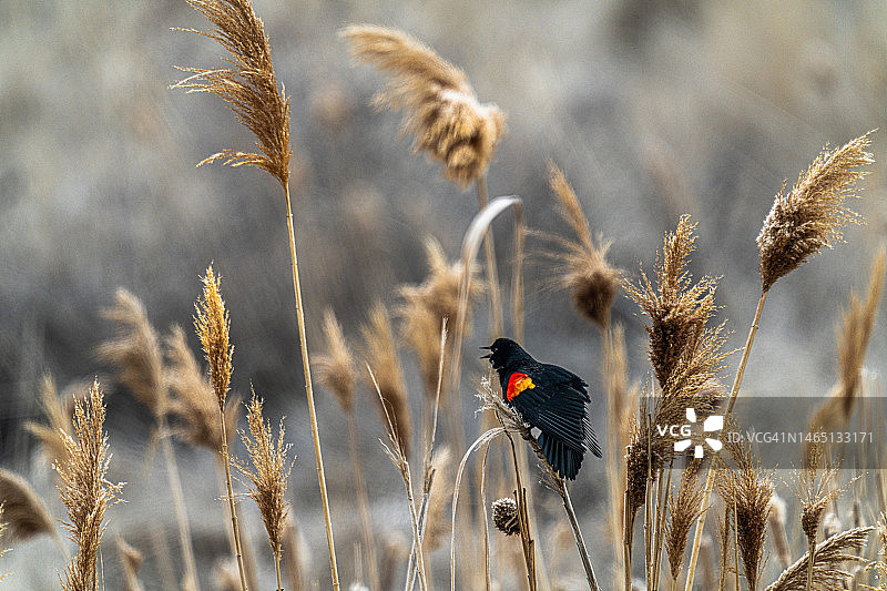 歌唱红翅黑鹂图片素材