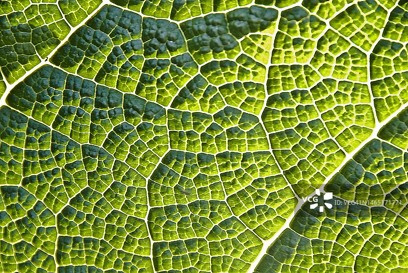 叶脉图片素材