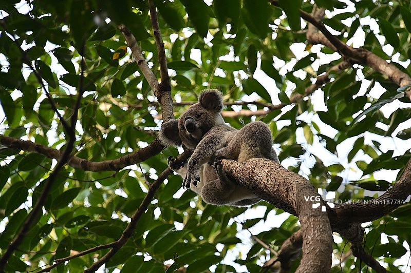 在树上休息的可爱小考拉图片素材