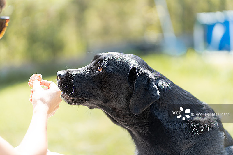 女人在自家花园用食物训练她的狗图片素材