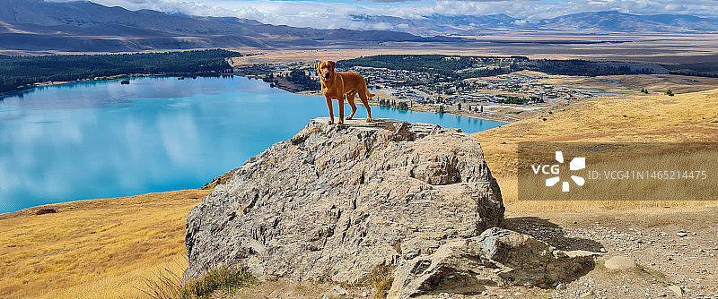 在蒂卡波湖的红色拉布拉多犬图片素材