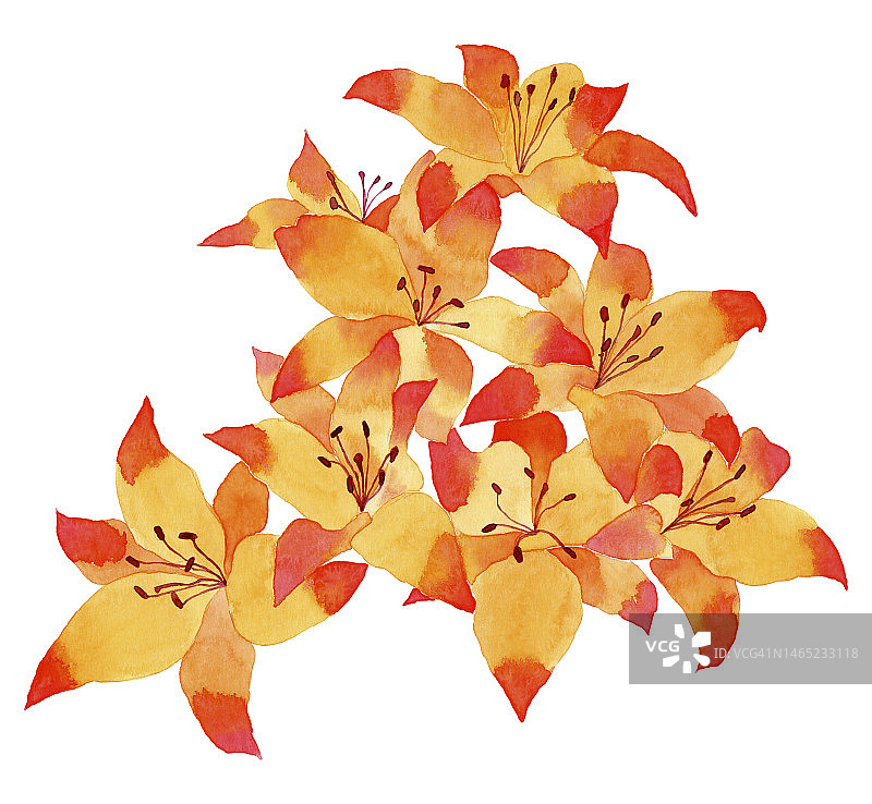 水彩橙色百合花插画图片素材