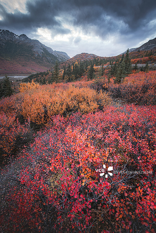 阿拉斯加苔原秋季山景图片素材