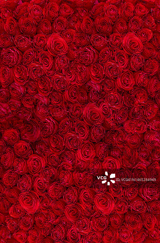 玫瑰花束特写图片素材