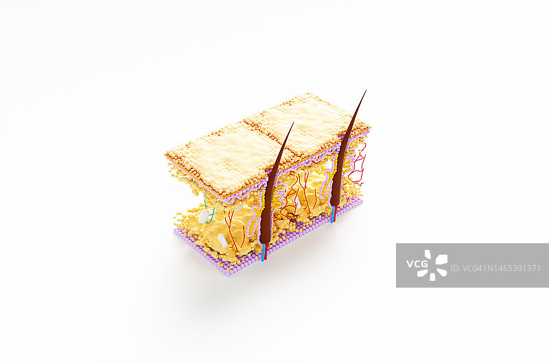 皮脂腺内毛发角质层生长的抽象显微镜模型，显微镜下的毛发移植图片素材