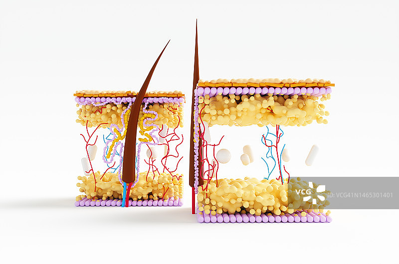 皮脂腺内毛发角质层生长的抽象显微镜模型，显微镜下的毛发移植图片素材